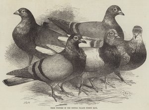 Vincitori del concorso di piccioni al Crystal Palace